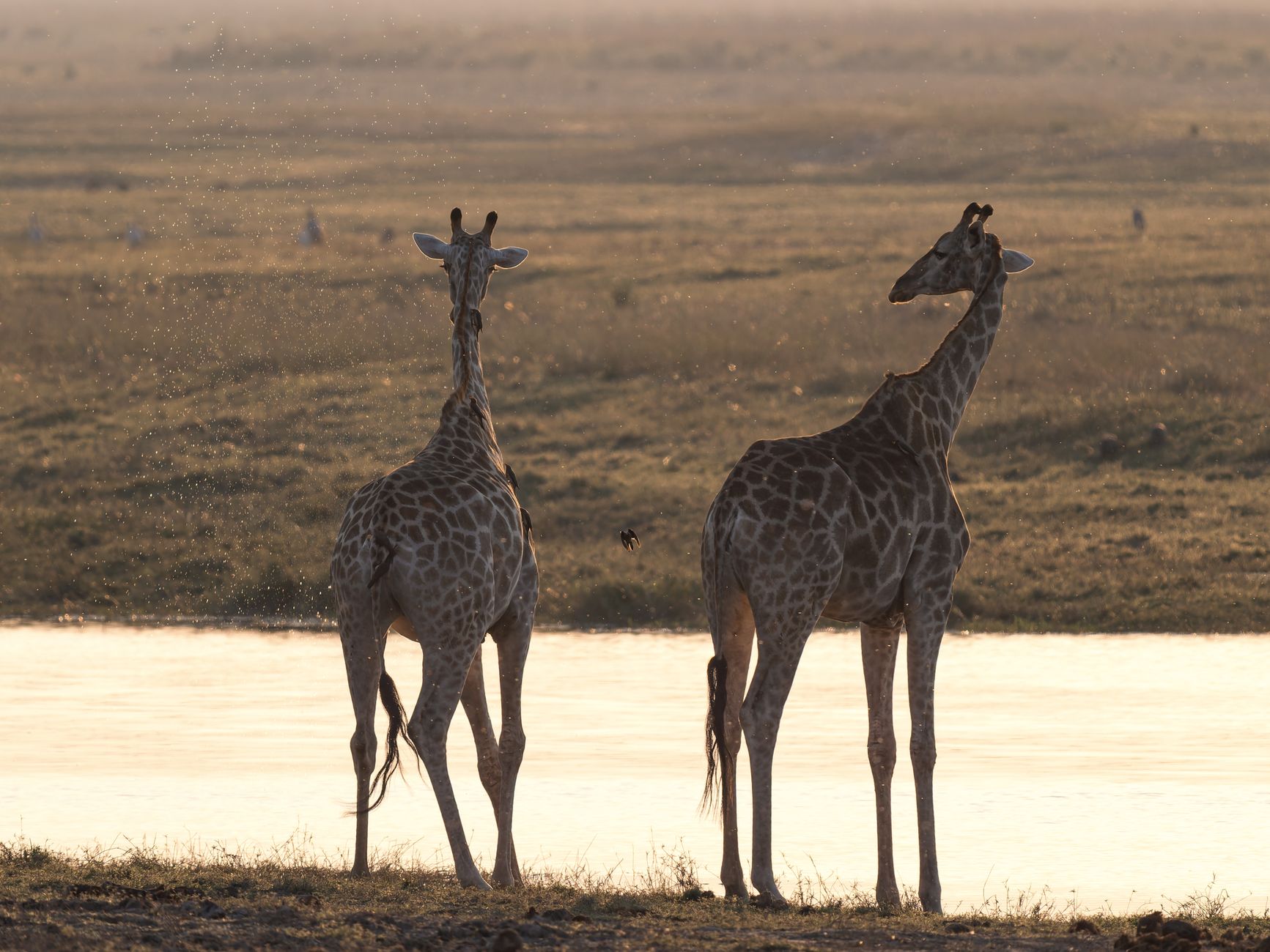 جنوب أفريقيا — Johannesburgo → Kalahari