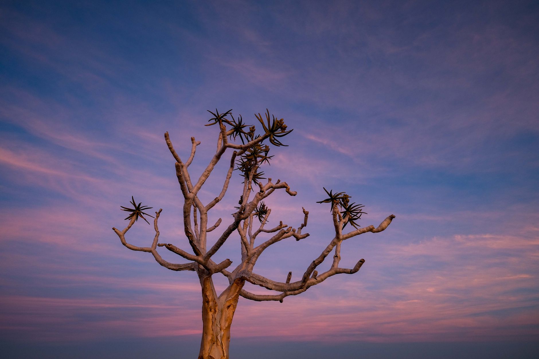 SYDAFRIKA — KRUGER & KALAHARI — erfaring