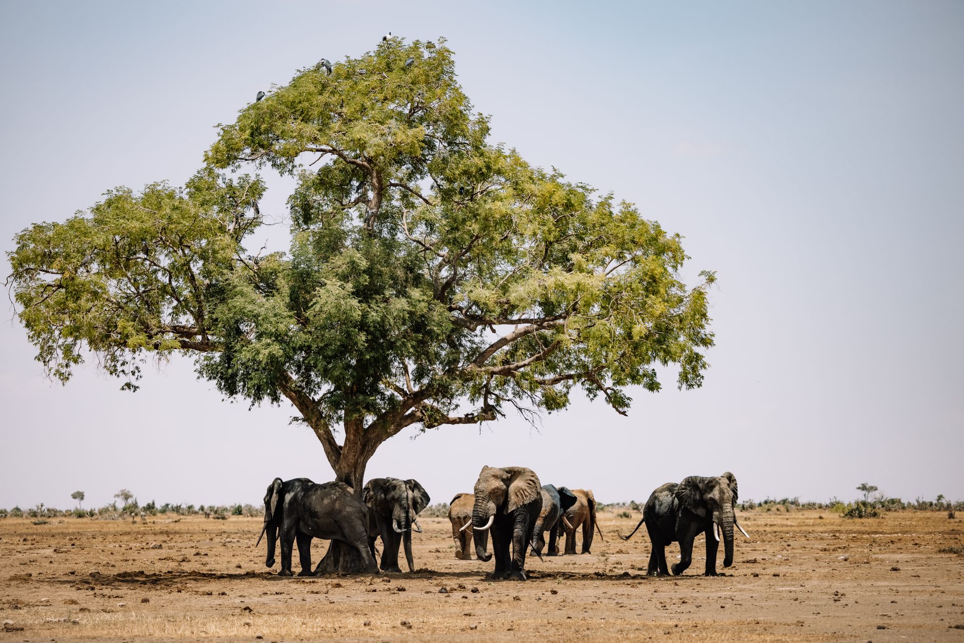 SYDAFRIKA — NAMIBIA, BOTSWANA & ZIMBABWE — oplevelse