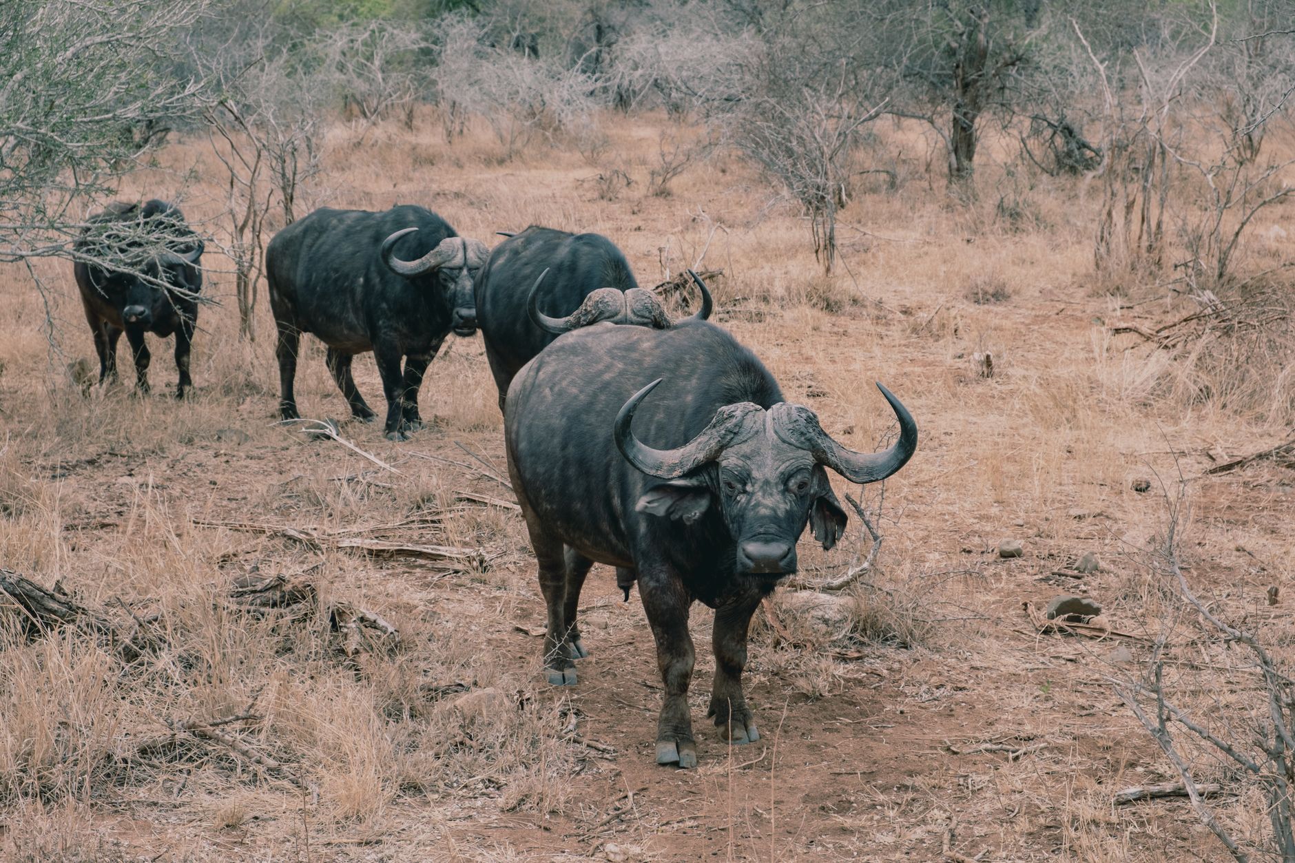 SYDAFRIKA — BIG FIVE SAFARI — oplevelse