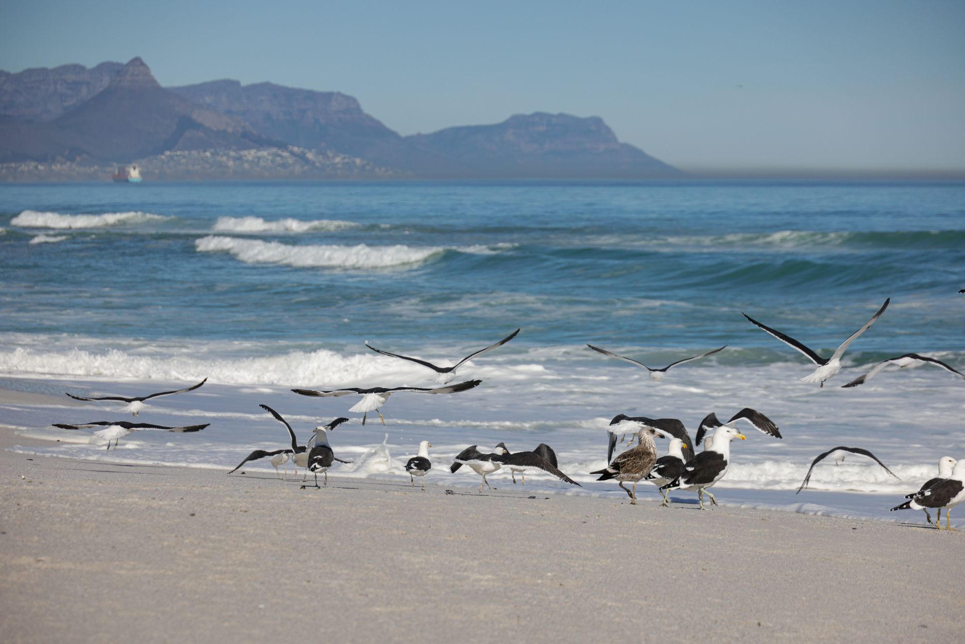 GÜNEY AFRİKA — HERMANUS & WHALES — BondTours deneyimi