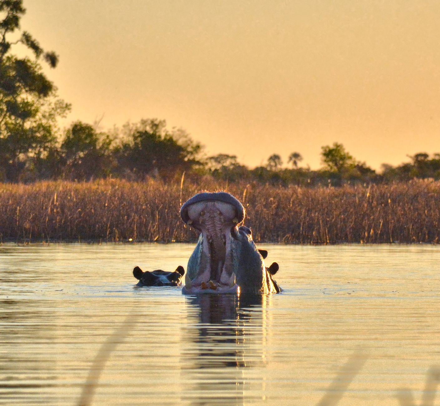 BOTSWANA — OKAVANGO DELTA — oplevelse
