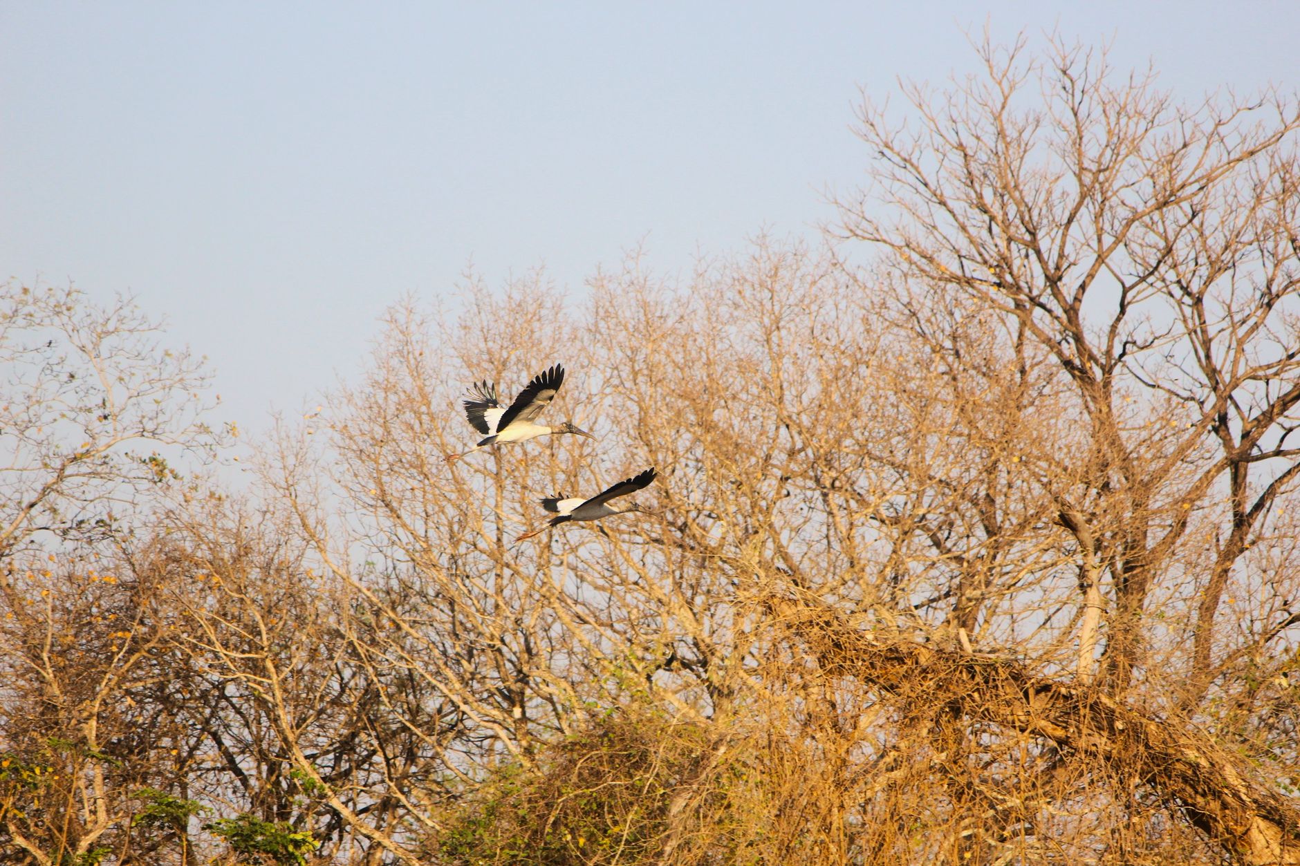 البرازيل — Campo Grande → Observação de Fauna
