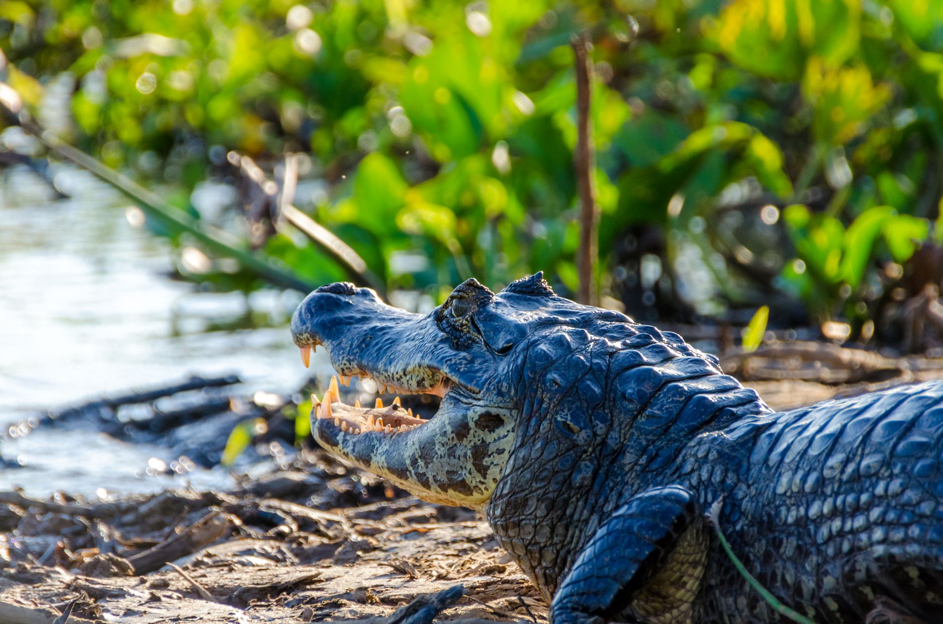 BRASILE — PANTANAL SELVAGGIO — esperienza