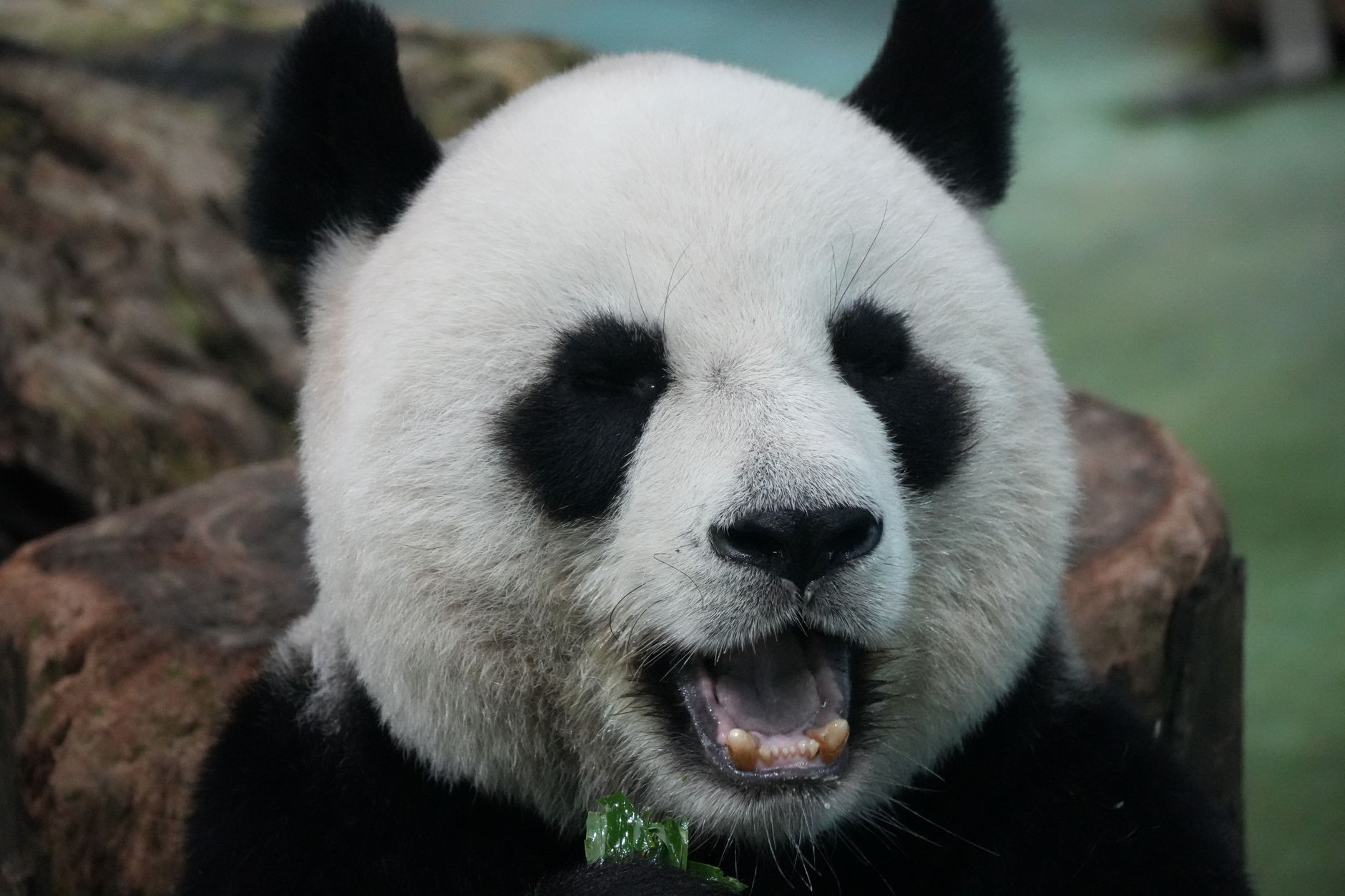 KINA — SICHUAN & PANDAS — BondTours-oplevelse