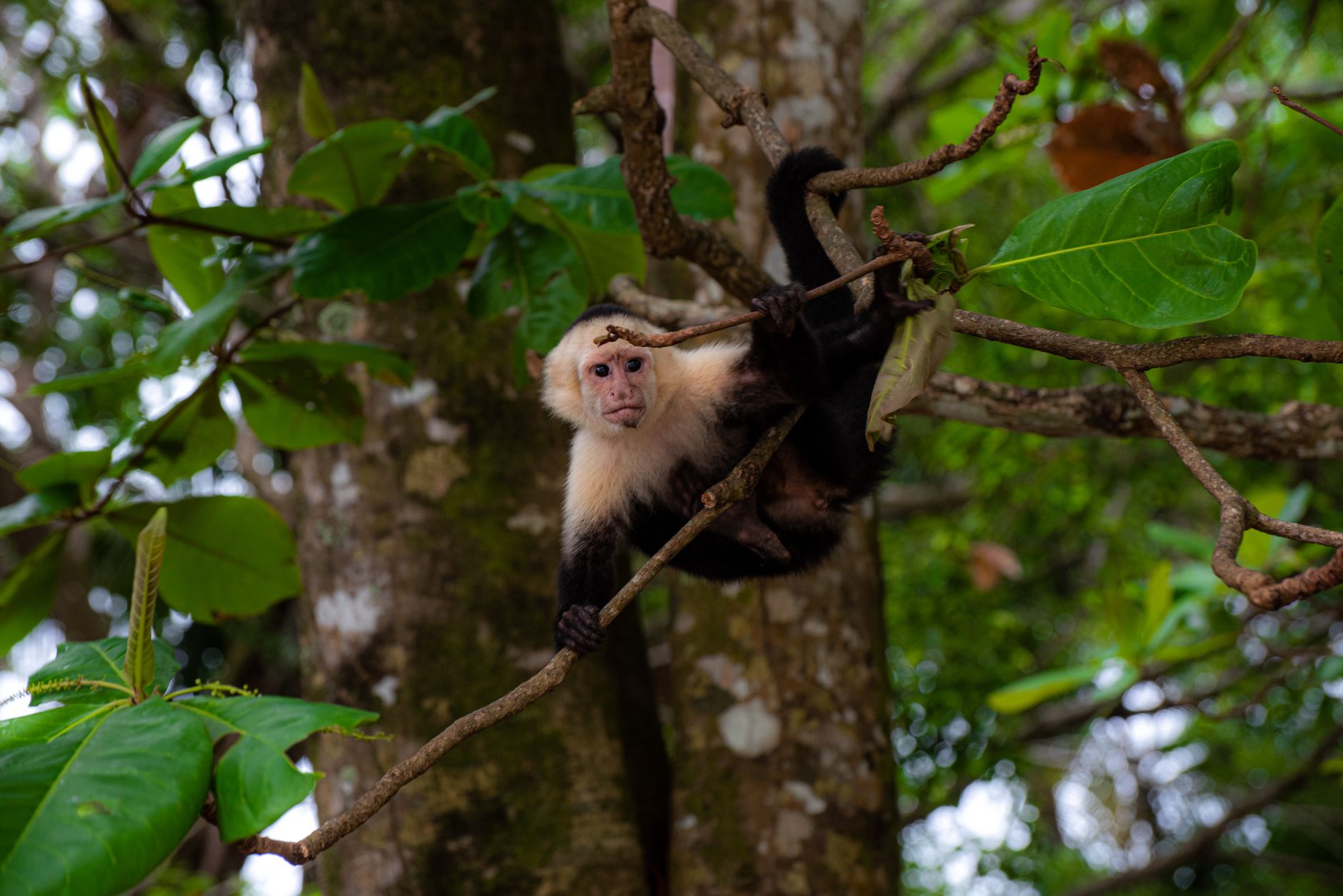 COSTA RICA — DYRELIV — BONDTOURS OPLEVELSE