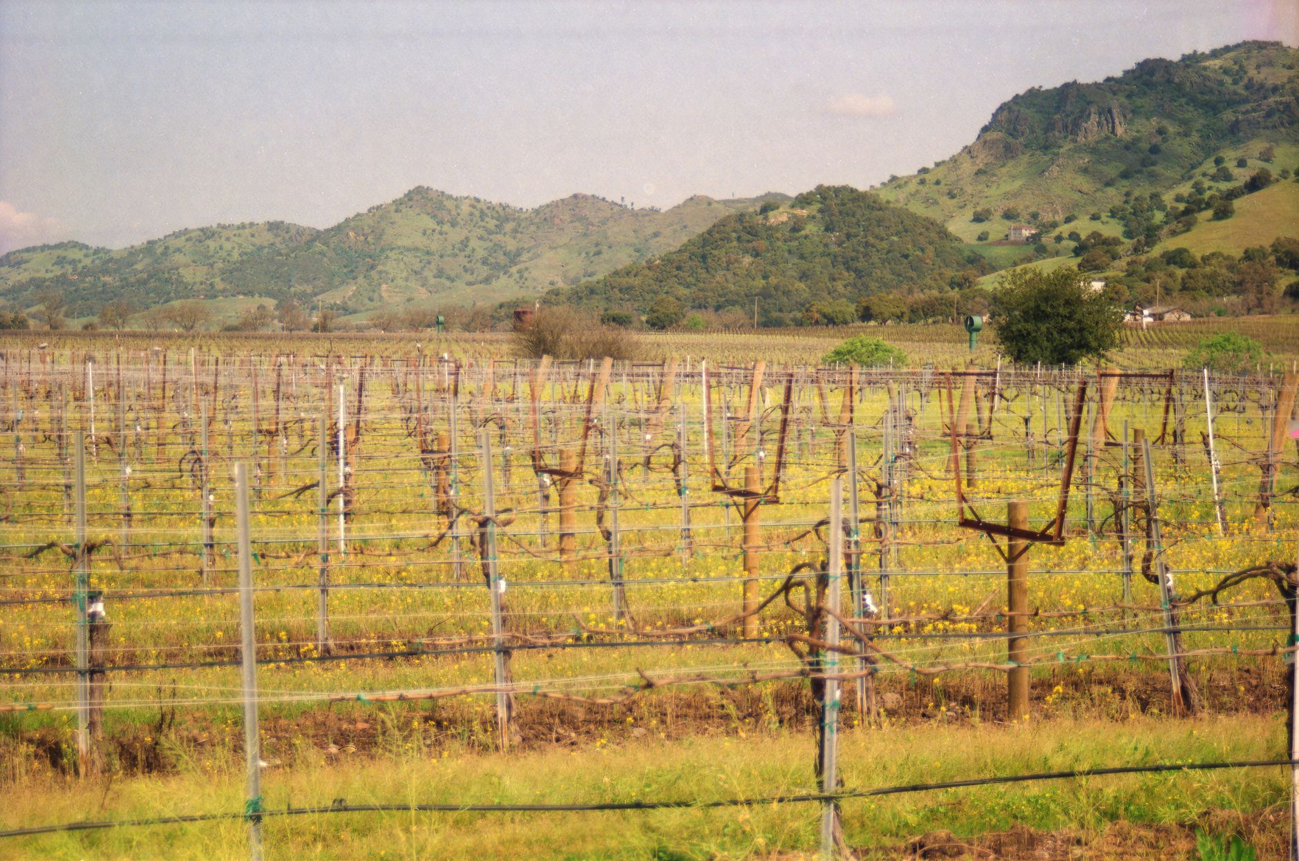 USA — NAPA & SONOMA — BondTours-oplevelse