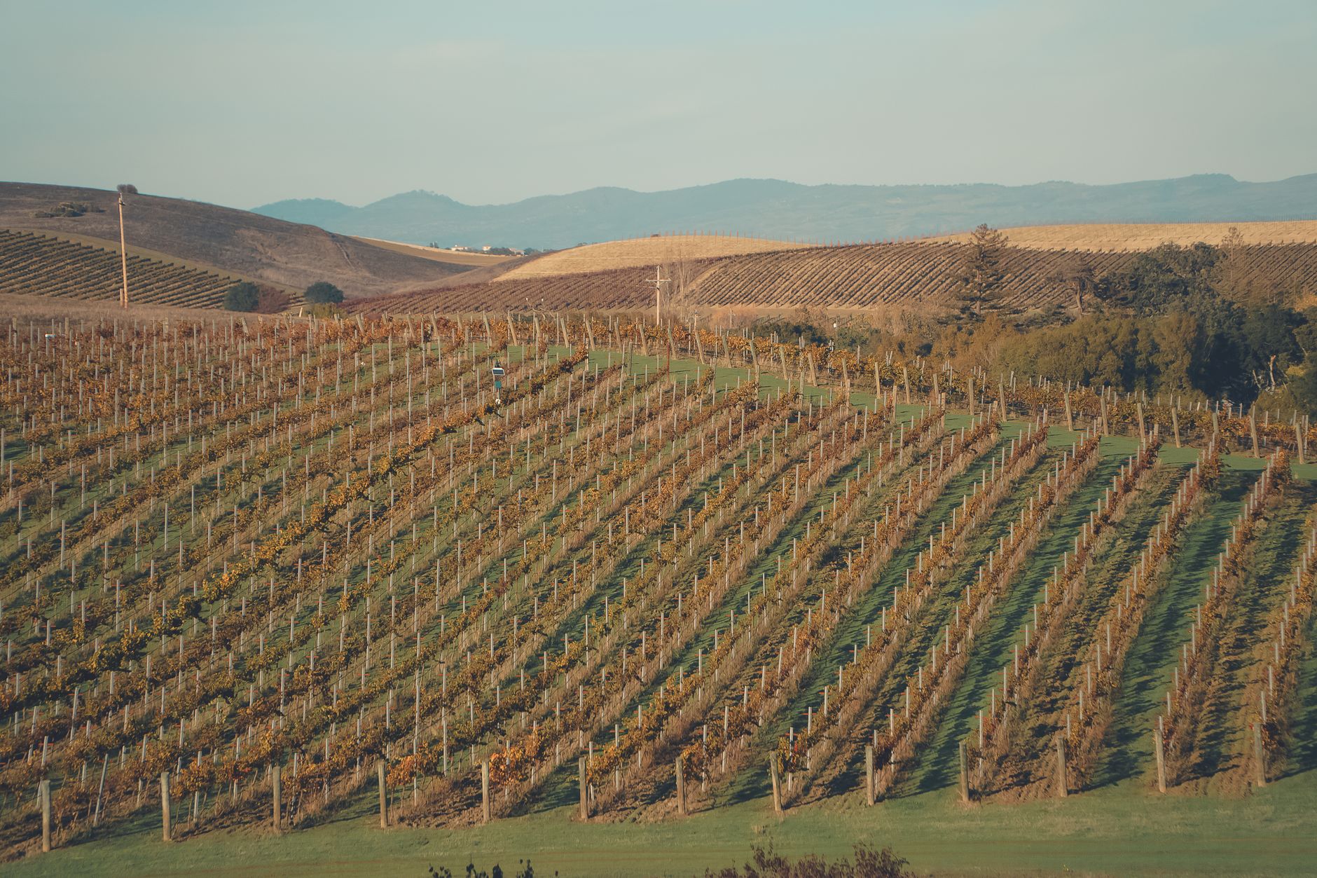 USA — Napa Valley & Cabernet Sauvignon — oplevelse