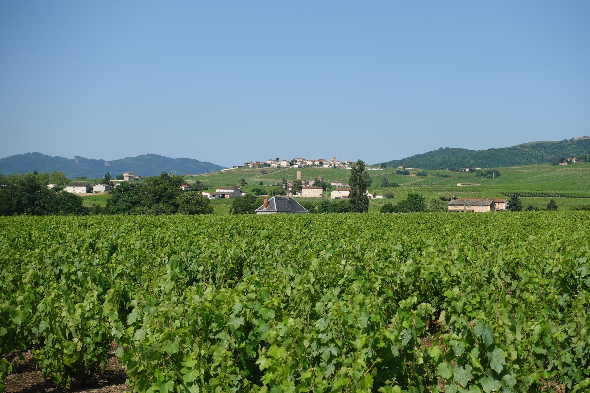 فرنسا — Dijon → Puligny-Montrachet