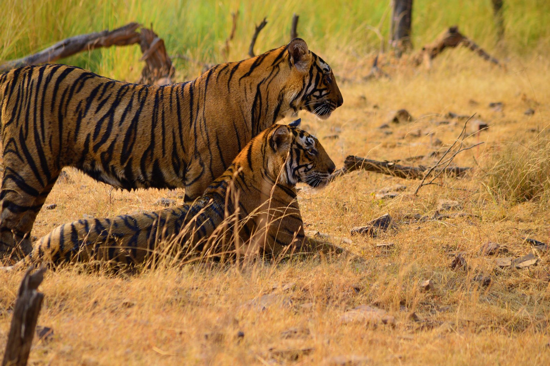 INDIEN – TIGERS VON RANTHAMBORE – BondTours-Erfahrung