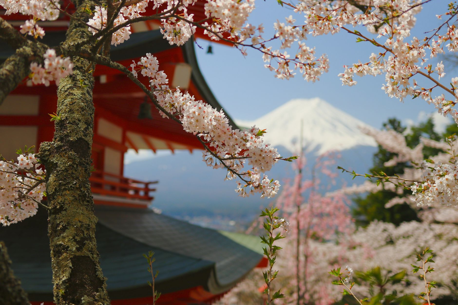 JAPAN — KIRSEBÆRBLOMSTER — BondTours-oplevelse