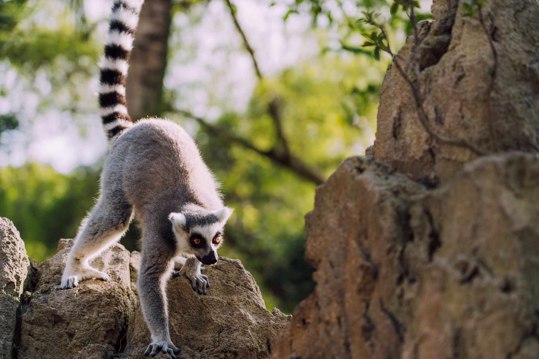 Madagaskar — Lemurs & Tsingy — BondTours-oplevelse