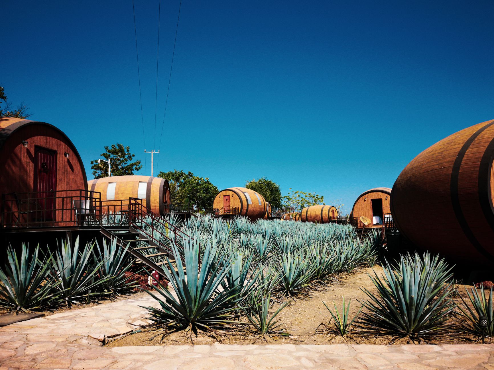 المكسيك — Guadalajara → campos de agave