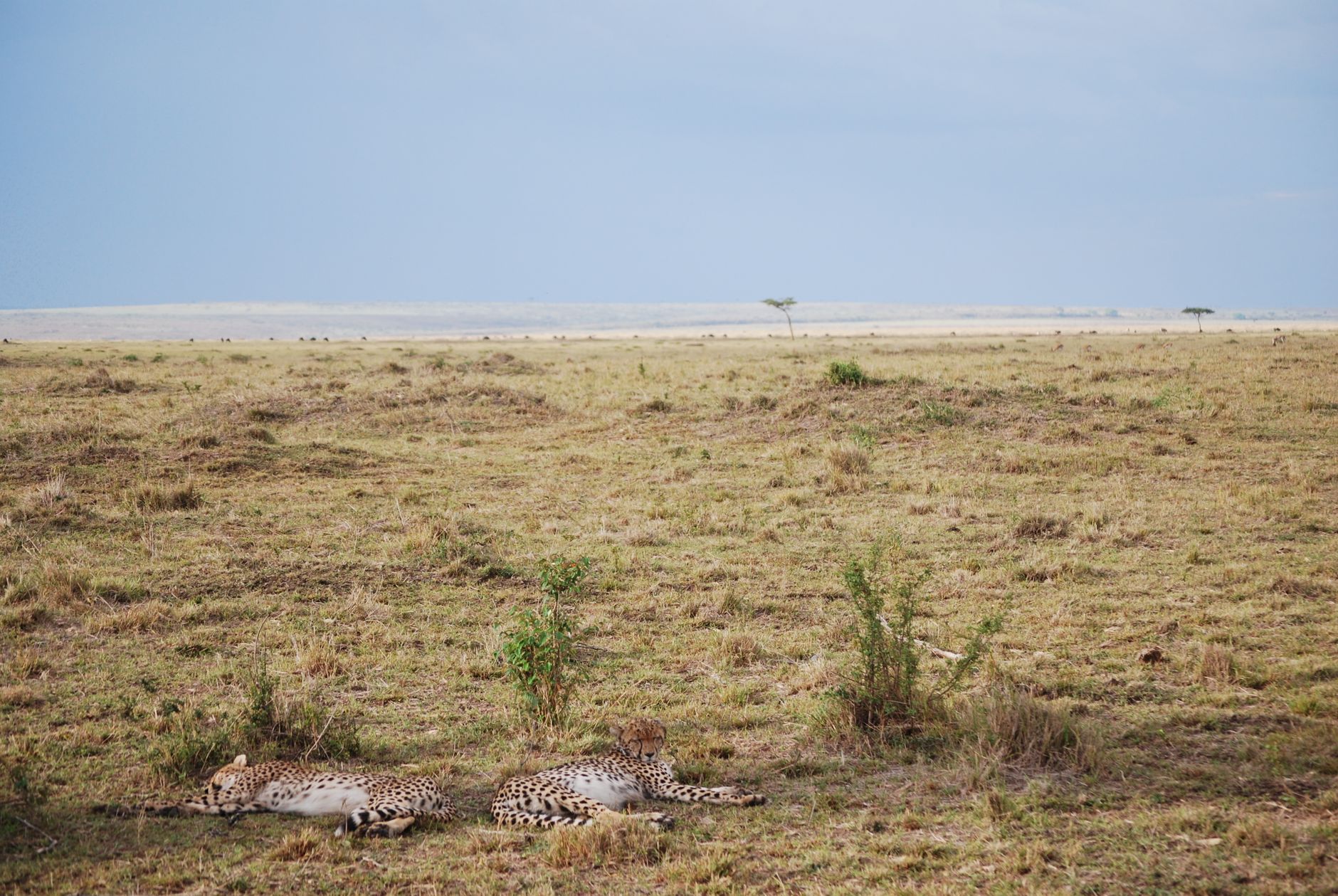 كينيا — Reserva Maasai Mara → Chyulu
