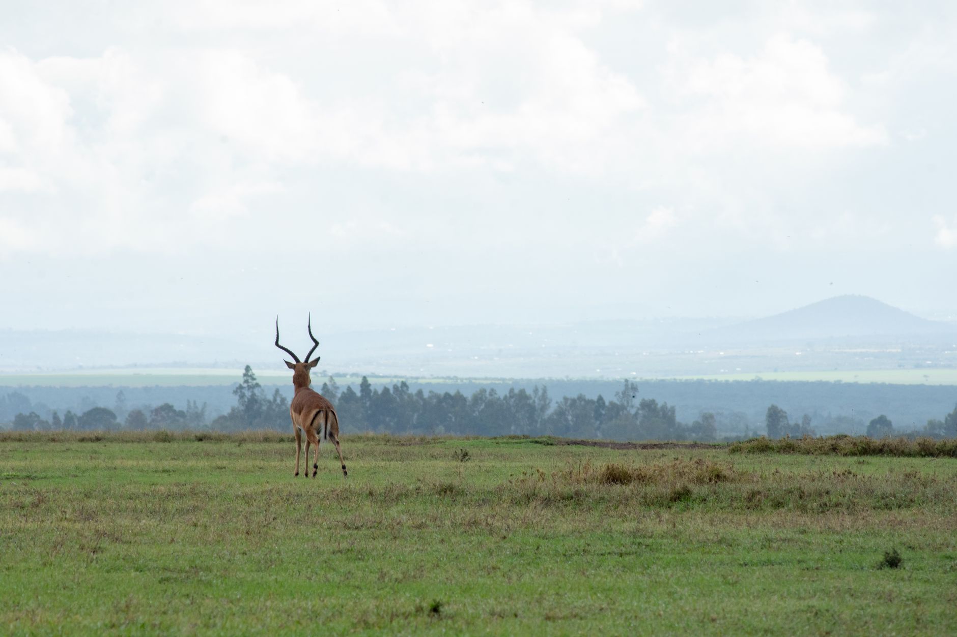 كينيا — Nairóbi → Lewa / Ol Pejeta