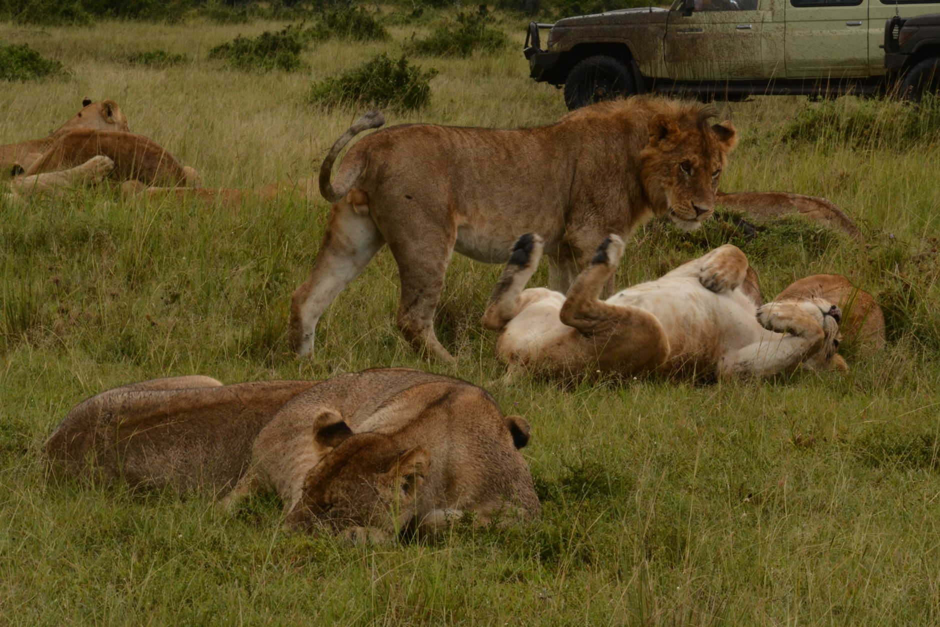 كينيا — Nairobi → Lago Nakuru