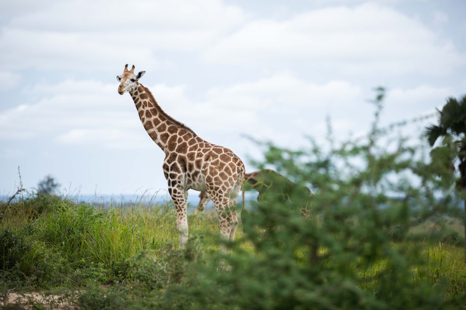رواندا، أوغندا — Kigali → Bwindi Impenetrable Forest