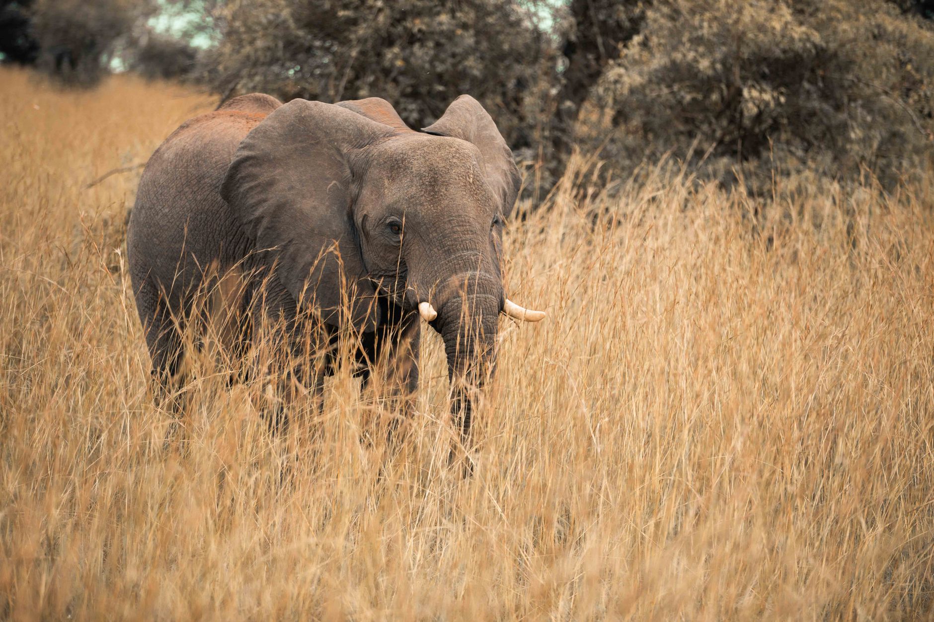 UGANDA — ERFARING — erfaring