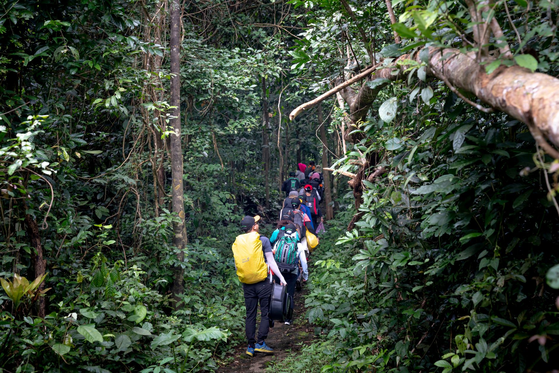 UGANDA — BJERGGORILLAER — oplevelse
