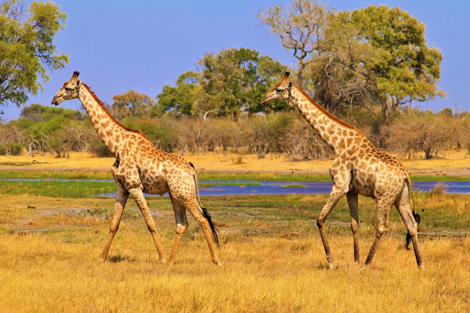 ZAMBIA - SAFARI A PIEDI - esperienza in bondTours